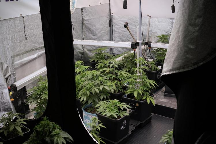 Catching The Ghost Train Haze @ Zamnesia. Week 5 - Room conditions and vibes 