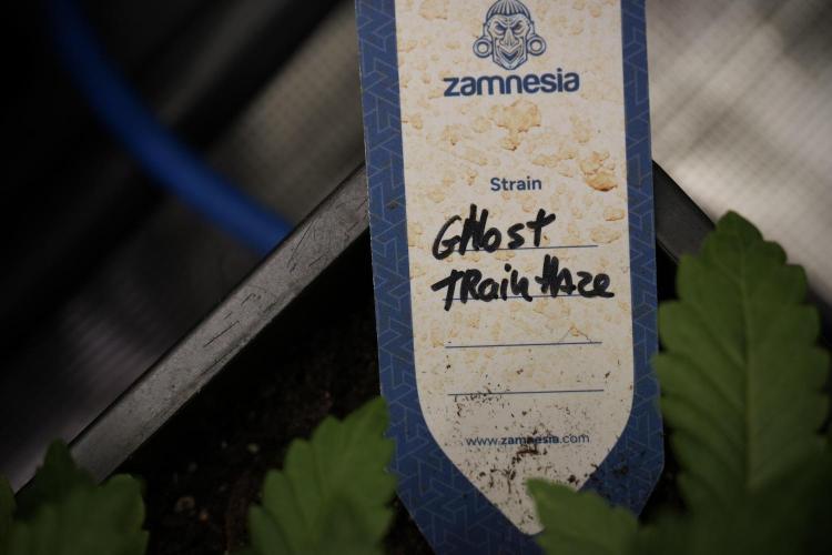 Catching The Ghost Train Haze @ Zamnesia. Week 5 - Room conditions and vibes 