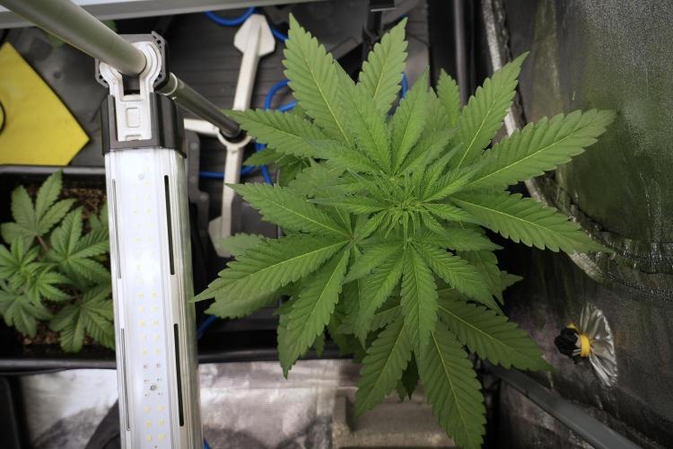 Catching The Ghost Train Haze @ Zamnesia. Week 5 - Ghost Train Haze