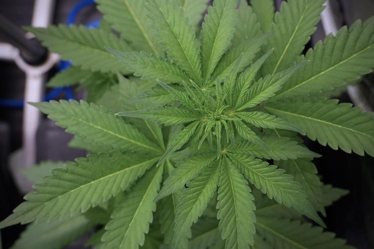 Catching The Ghost Train Haze @ Zamnesia. Week 5 - Ghost Train Haze