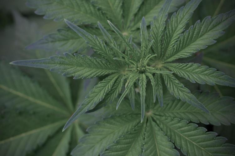 Catching The Ghost Train Haze @ Zamnesia. Week 5 - Ghost Train Haze