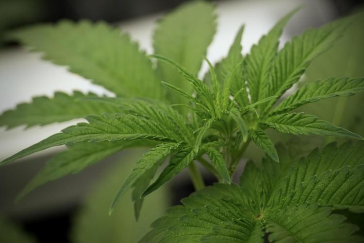 Catching The Ghost Train Haze @ Zamnesia. Week 5 - Ghost Train Haze