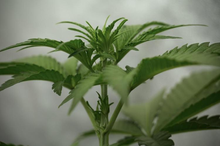 Catching The Ghost Train Haze @ Zamnesia. Week 5 - Ghost Train Haze