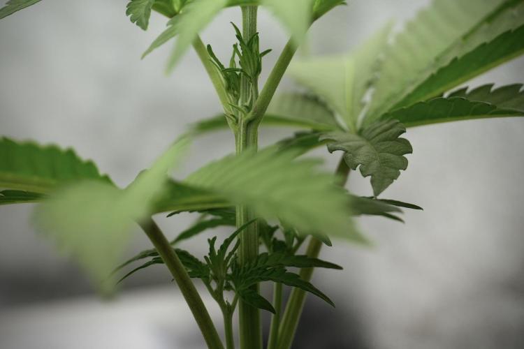 Catching The Ghost Train Haze @ Zamnesia. Week 5 - Ghost Train Haze