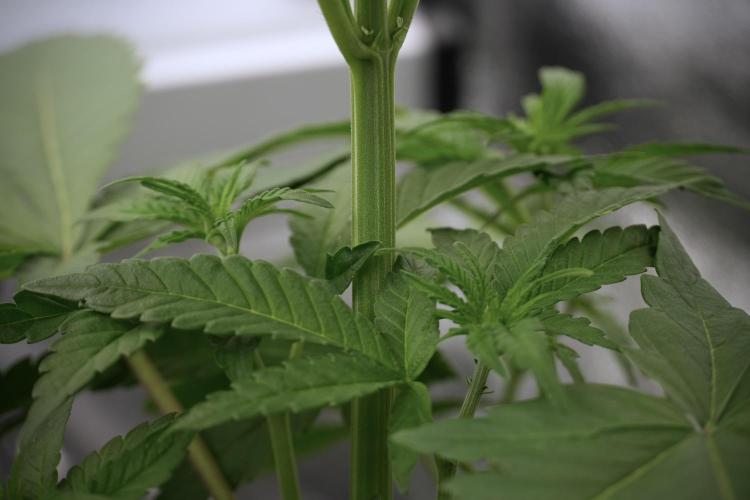 Catching The Ghost Train Haze @ Zamnesia. Week 5 - Ghost Train Haze