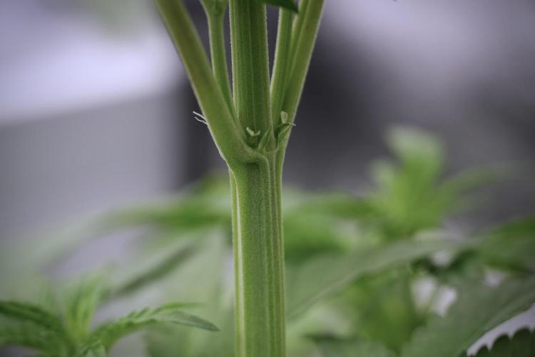 Catching The Ghost Train Haze @ Zamnesia. Week 5 - Ghost Train Haze