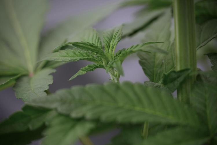 Catching The Ghost Train Haze @ Zamnesia. Week 5 - Ghost Train Haze