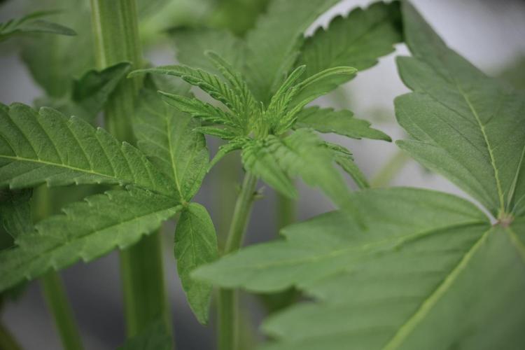 Catching The Ghost Train Haze @ Zamnesia. Week 5 - Ghost Train Haze