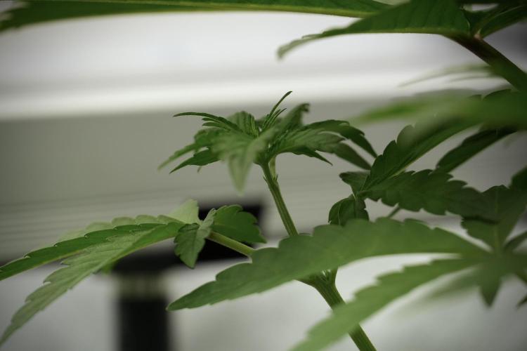 Catching The Ghost Train Haze @ Zamnesia. Week 5 - Ghost Train Haze