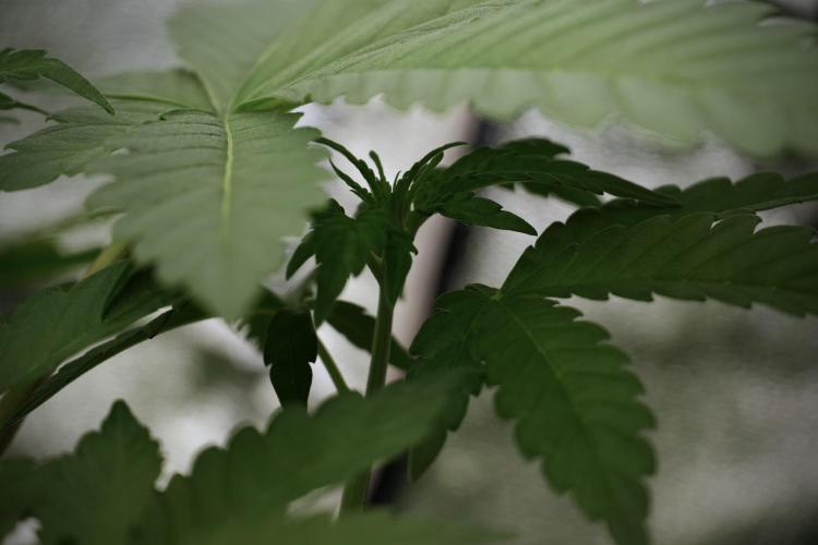 Catching The Ghost Train Haze @ Zamnesia. Week 5 - Ghost Train Haze