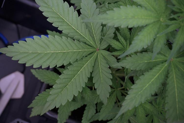 Catching The Ghost Train Haze @ Zamnesia. Week 5 - Ghost Train Haze