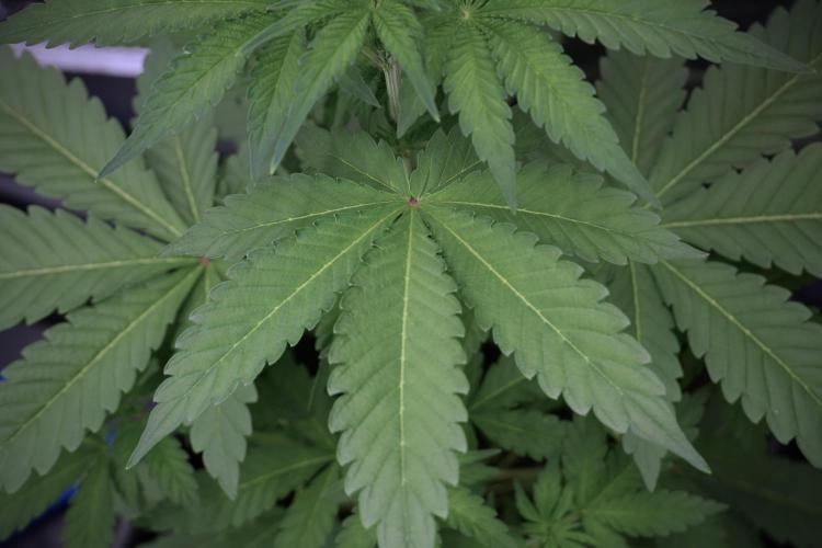 Catching The Ghost Train Haze @ Zamnesia. Week 5 - Ghost Train Haze