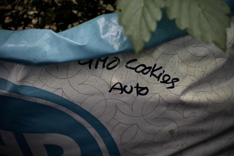 GMO Cookies Served with extra curiosity. Week 5 - GMO Cookies  12/12 From Seed