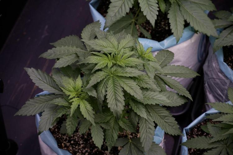 GMO Cookies Served with extra curiosity. Week 5 - GMO Cookies  12/12 From Seed