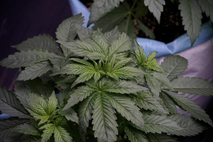 GMO Cookies Served with extra curiosity. Week 5 - GMO Cookies  12/12 From Seed