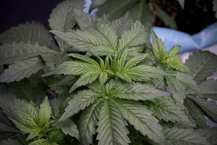 GMO Cookies Served with extra curiosity. Week 5 - GMO Cookies  12/12 From Seed