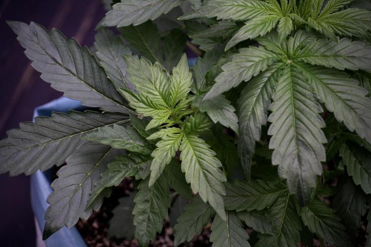 GMO Cookies Served with extra curiosity. Week 5 - GMO Cookies  12/12 From Seed