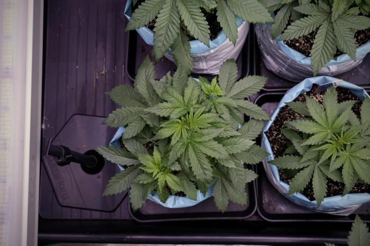 GMO Cookies Served with extra curiosity. Week 5 - GMO Cookies  12/12 From Seed