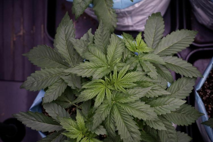 GMO Cookies Served with extra curiosity. Week 5 - GMO Cookies  12/12 From Seed