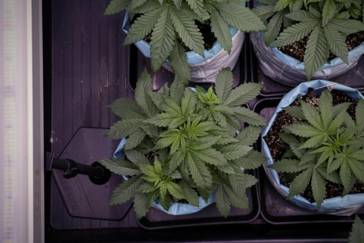 GMO Cookies Served with extra curiosity. Week 5 - GMO Cookies  12/12 From Seed