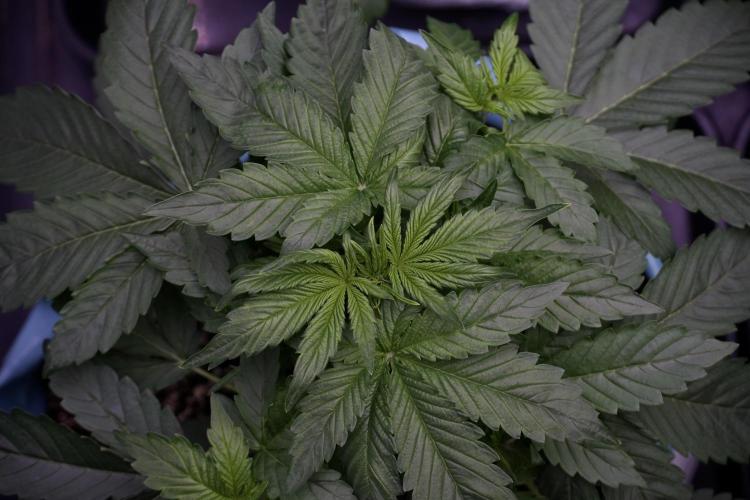 GMO Cookies Served with extra curiosity. Week 5 - GMO Cookies  12/12 From Seed