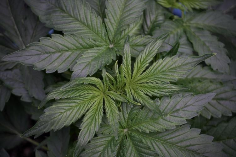 GMO Cookies Served with extra curiosity. Week 5 - GMO Cookies  12/12 From Seed