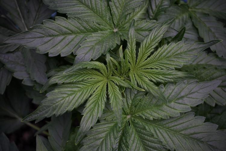 GMO Cookies Served with extra curiosity. Week 5 - GMO Cookies  12/12 From Seed