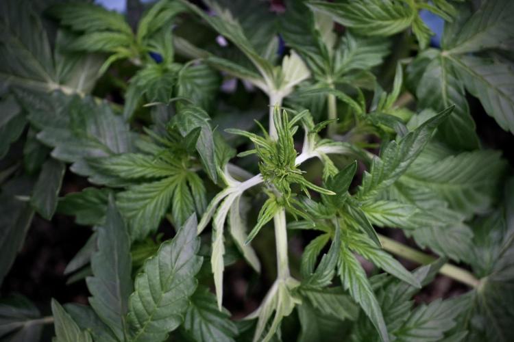 GMO Cookies Served with extra curiosity. Week 5 - Trainings