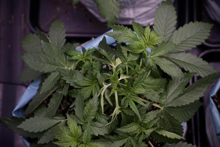 GMO Cookies Served with extra curiosity. Week 5 - Trainings