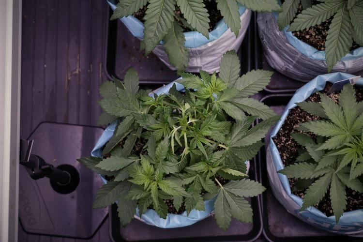 GMO Cookies Served with extra curiosity. Week 5 - Trainings