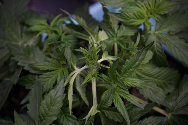 GMO Cookies Served with extra curiosity. Week 5 - Trainings