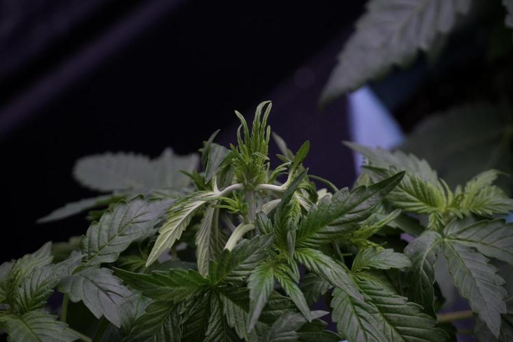 GMO Cookies Served with extra curiosity. Week 5 - Trainings