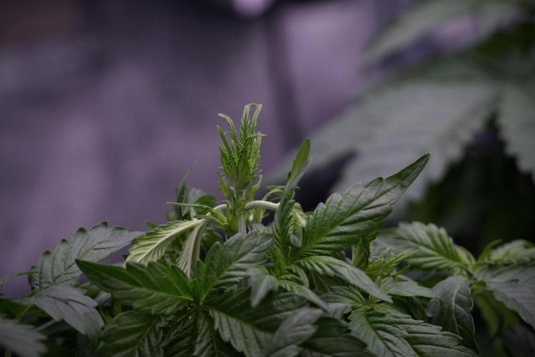 GMO Cookies Served with extra curiosity. Week 5 - Trainings