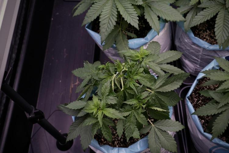 GMO Cookies Served with extra curiosity. Week 5 - Trainings