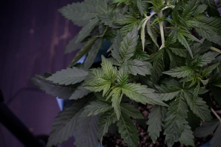 GMO Cookies Served with extra curiosity. Week 5 - Trainings