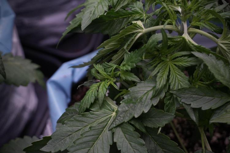 GMO Cookies Served with extra curiosity. Week 5 - Trainings