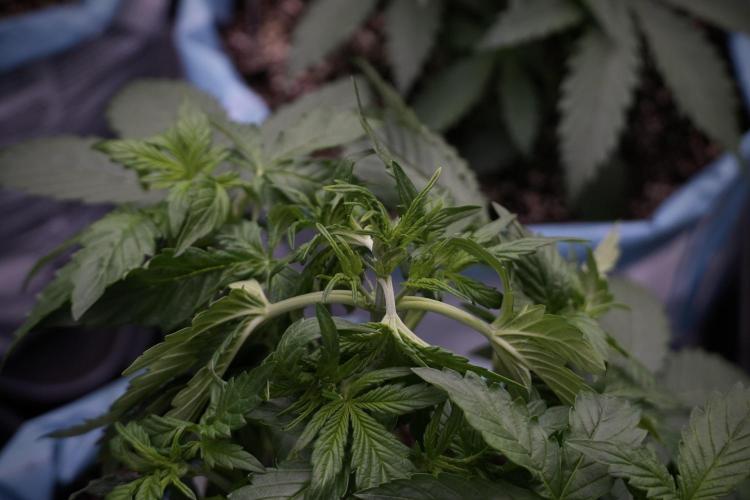 GMO Cookies Served with extra curiosity. Week 5 - Trainings