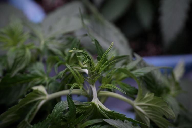 GMO Cookies Served with extra curiosity. Week 5 - Trainings