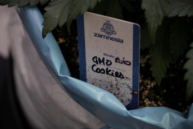 GMO Cookies Served with extra curiosity. Week 5 - GMO Cookies  12/12 From Seed