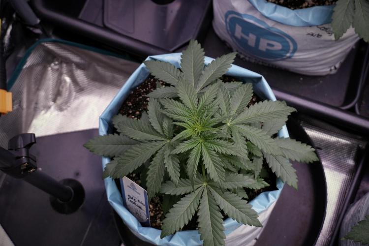 GMO Cookies Served with extra curiosity. Week 5 - GMO Cookies  12/12 From Seed