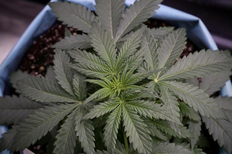 GMO Cookies Served with extra curiosity. Week 5 - GMO Cookies  12/12 From Seed