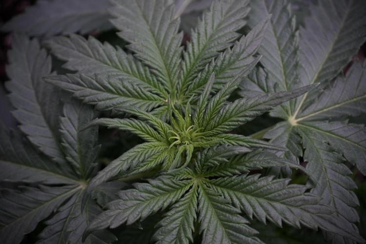 GMO Cookies Served with extra curiosity. Week 5 - GMO Cookies  12/12 From Seed