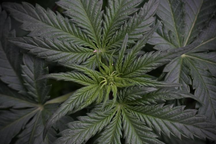 GMO Cookies Served with extra curiosity. Week 5 - GMO Cookies  12/12 From Seed