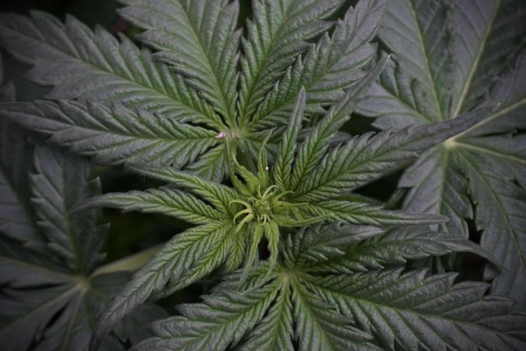 GMO Cookies Served with extra curiosity. Week 5 - GMO Cookies  12/12 From Seed