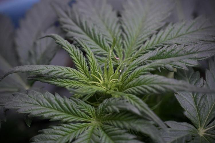 GMO Cookies Served with extra curiosity. Week 5 - GMO Cookies  12/12 From Seed