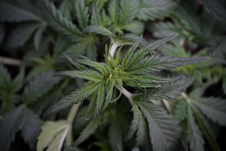 GMO Cookies Served with extra curiosity. Week 5 - Trainings 