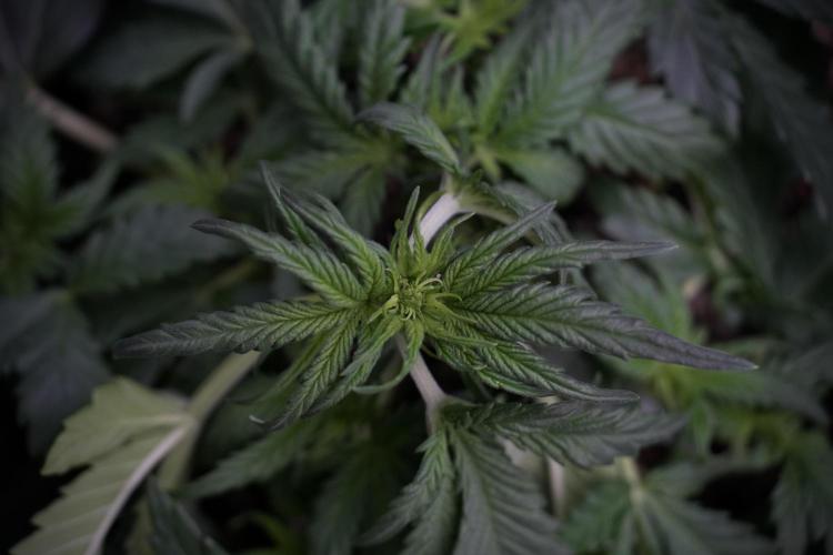 GMO Cookies Served with extra curiosity. Week 5 - Trainings 