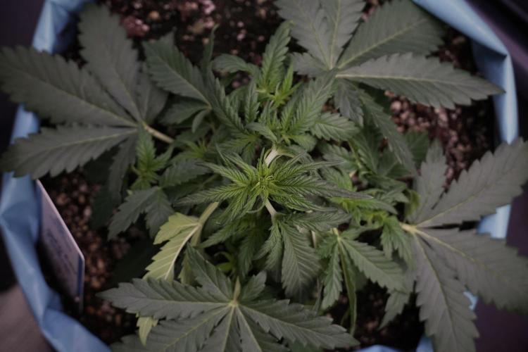 GMO Cookies Served with extra curiosity. Week 5 - Trainings 