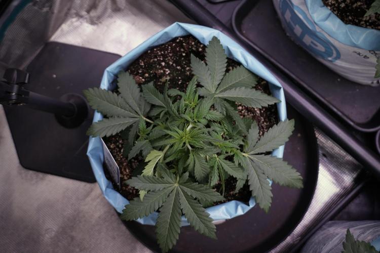 GMO Cookies Served with extra curiosity. Week 5 - Trainings 