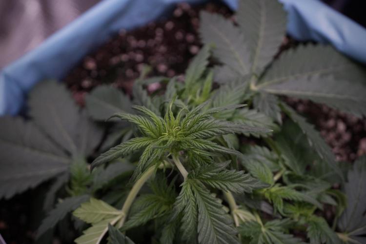 GMO Cookies Served with extra curiosity. Week 5 - Trainings 